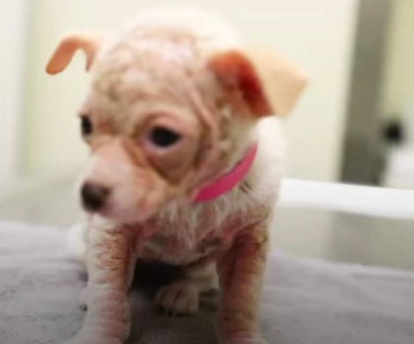 Кадр видео youtube.com/The Dodo