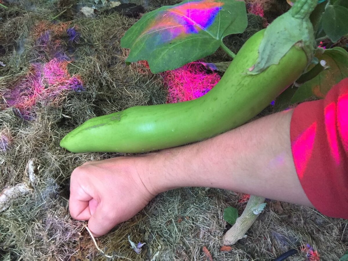 Riding a giant Eggplant