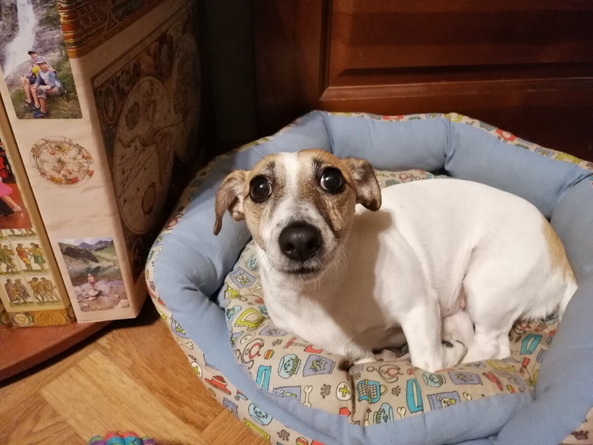 Печальные глаза. Авторское фото. 