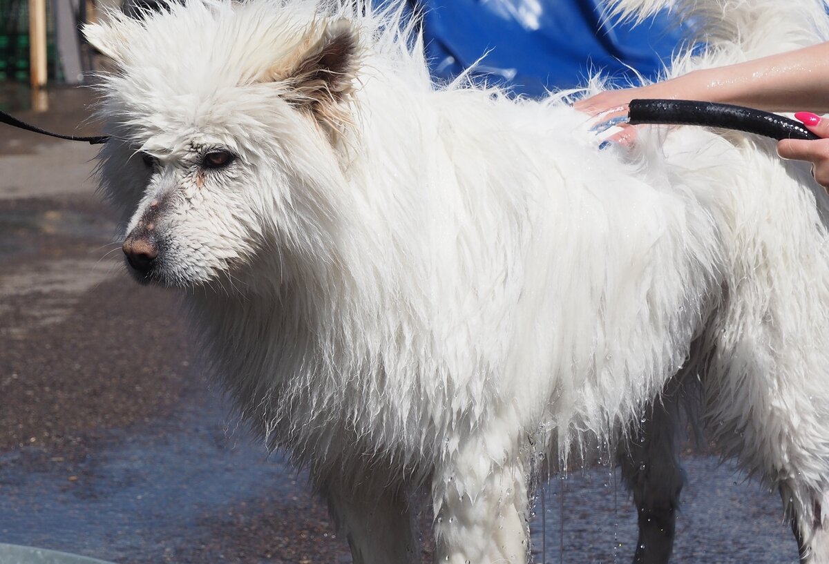 Питомцы к таким процедурам уже привыкли