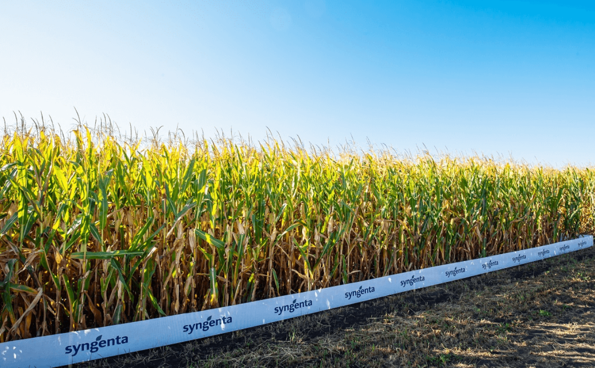 Фото: syngenta.ru 