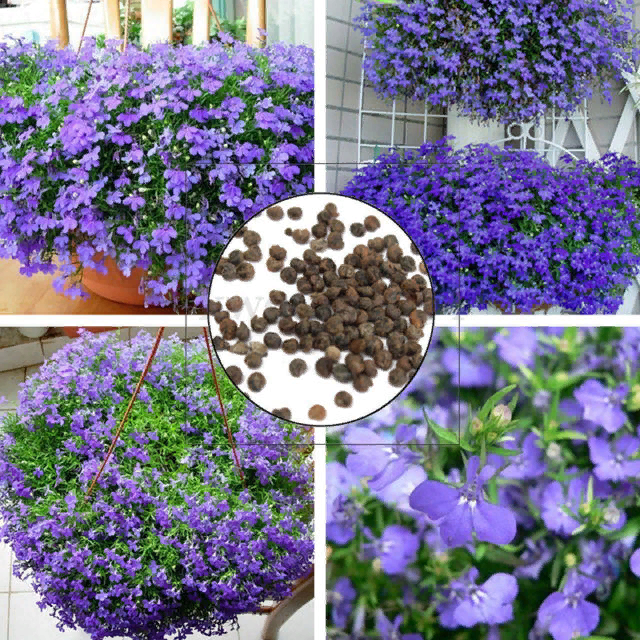 Красавица лобелия и ее мелкие семена 
