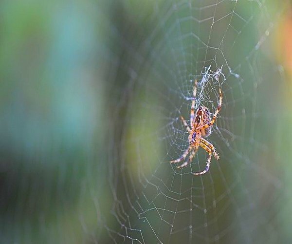 https://pixabay.com/ru/photos/%D0%BF%D0%B0%D1%83%D0%BA-araneus-%D0%BD%D0%B0%D1%81%D0%B5%D0%BA%D0%BE%D0%BC%D0%BE%D0%B5-%D0%BF%D0%B0%D1%83%D1%82%D0%B8%D0%BD%D0%B0-4478180/
