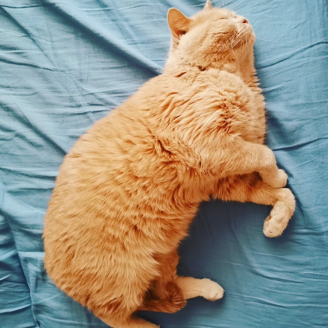 Это мой кот по имени Кошарион(Коша)