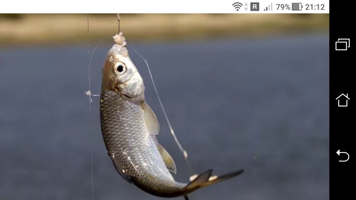 фото Снасть на воблу для ловли на спиннинг и флюрокарбона 0.15 мм