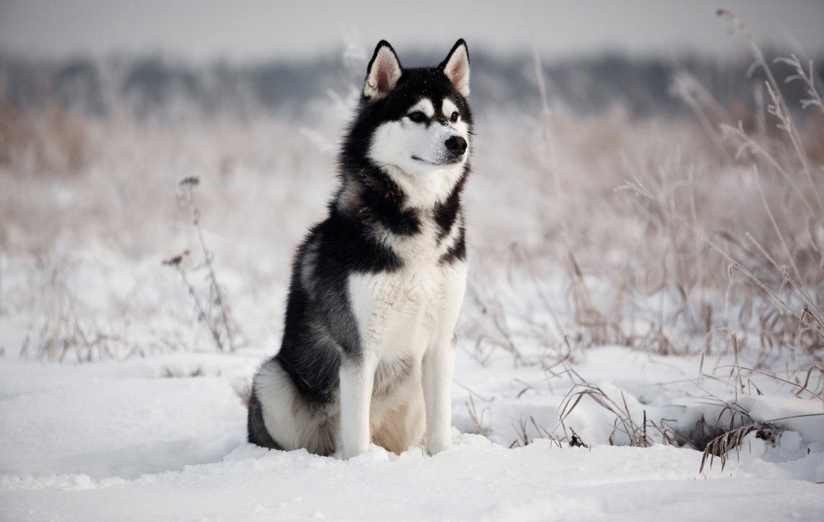 Хаски. Яндекс картинки.