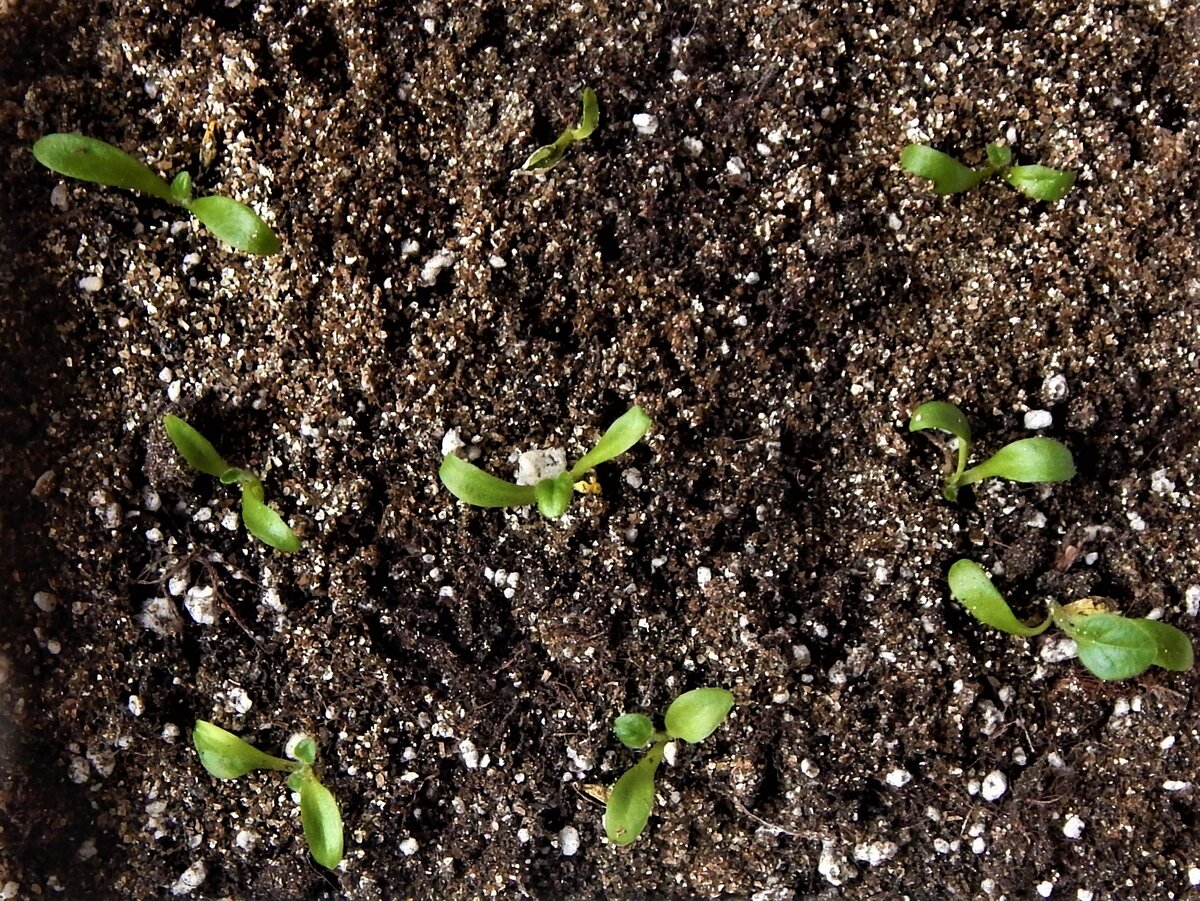 Всходы герберы Джеймсона REVOLUTION  Improved. Фото автора