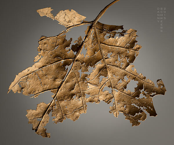 Tattered leaf.  Потрепанный лист.