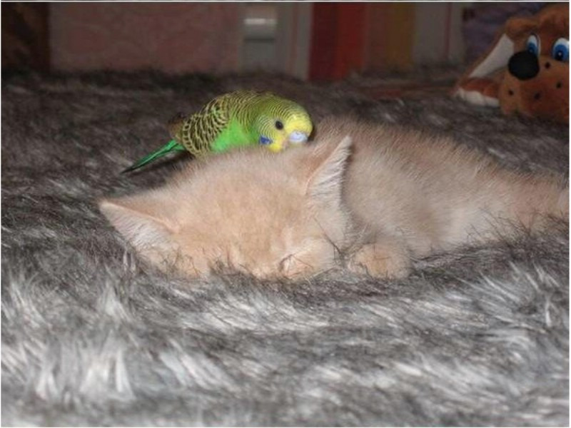 Бакс с детства был равнодушен к птичкам. Попугаю можно все