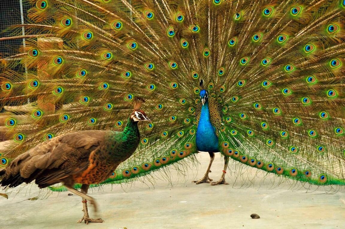 Брачные танцы павлинов (Фото из открытых источников)