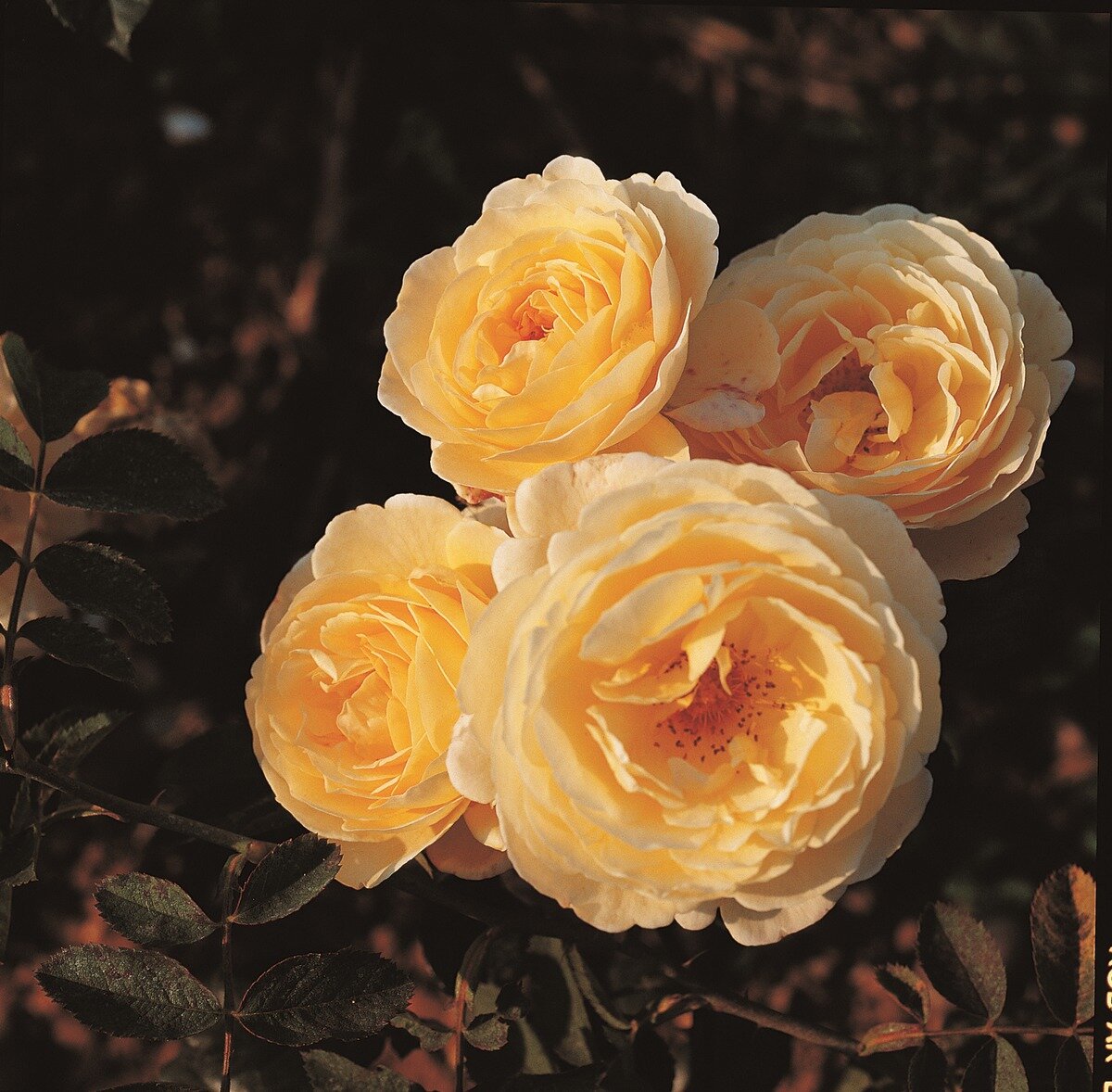 Розы и тень: топ-55 теневыносливых сортов