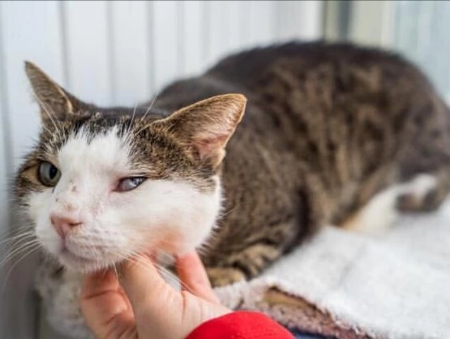 Фрося полностью здорово и ждет своего человека.