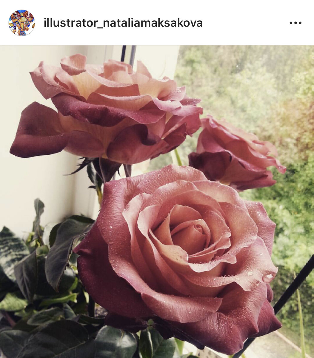 Розы шоколадного цвета