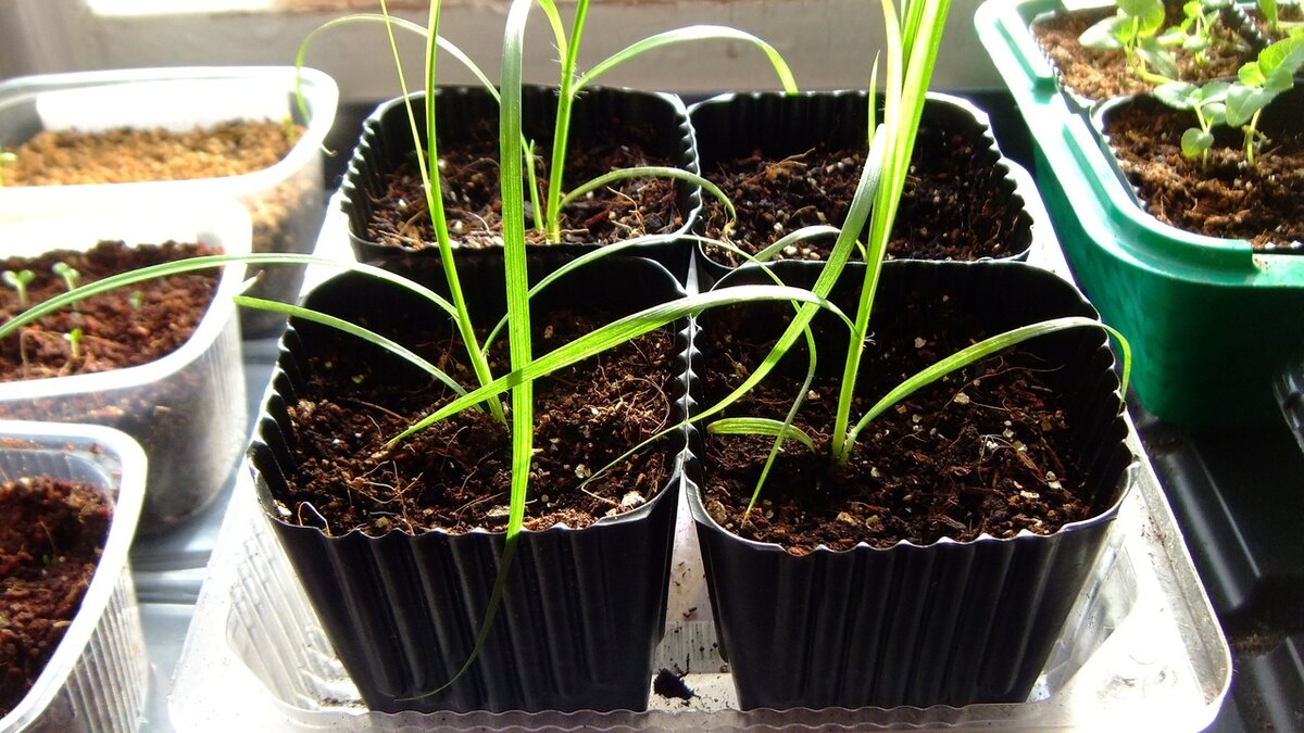 Пеннисетум щетинистый в начале марта