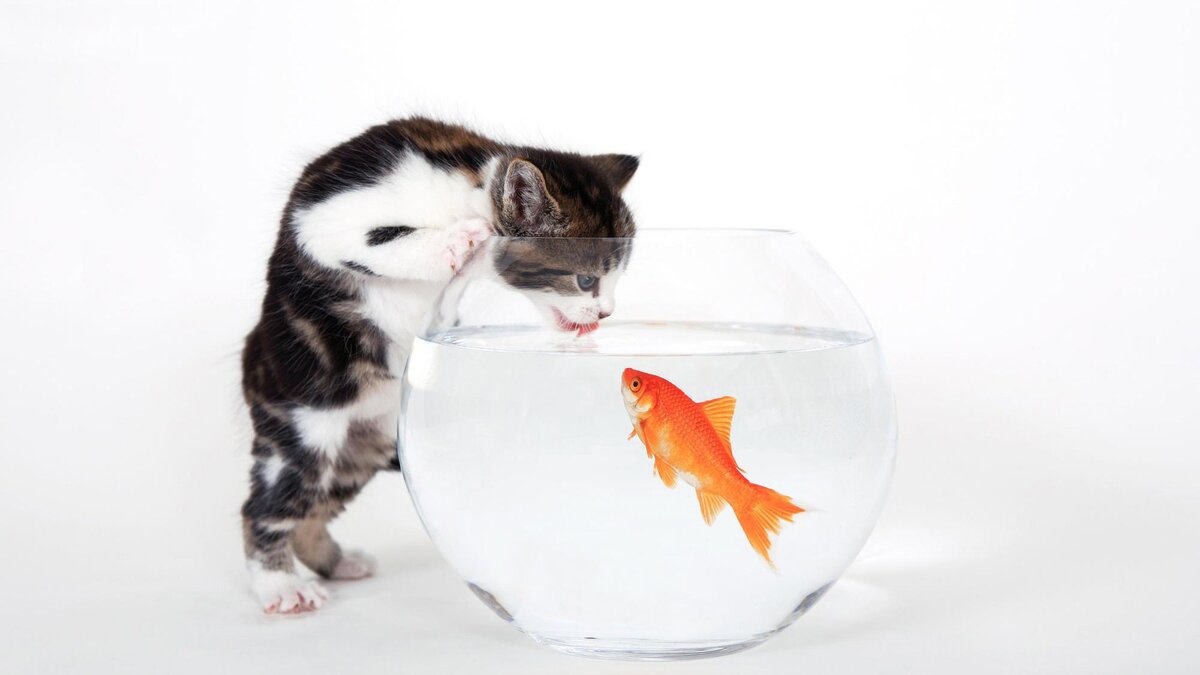 Котик и рыбка