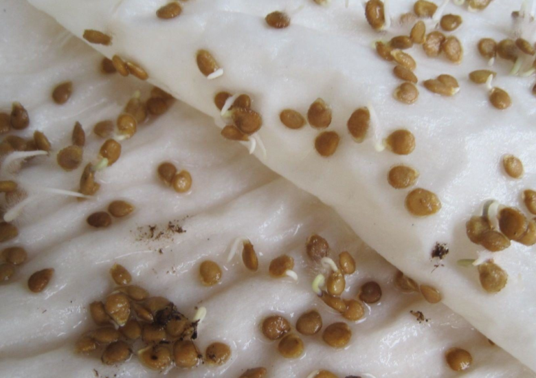 Проклюнувшиеся семена томатов