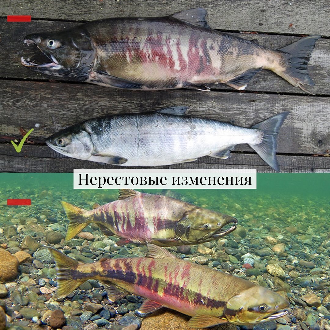 Рыба с нерестовыми изменениями