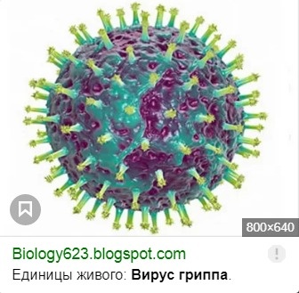А это изображение вируса Гриппа...