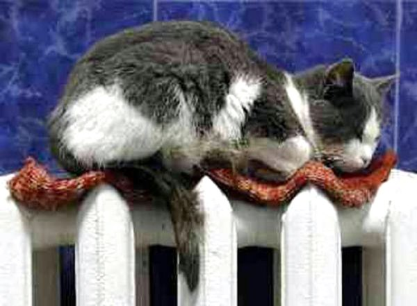 из открытых источников