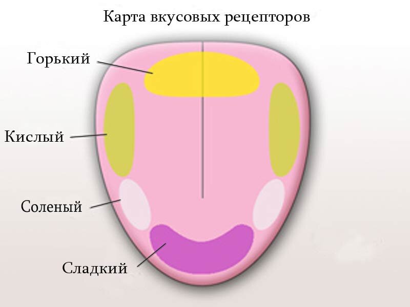 как вы понимаете вкус вина языком