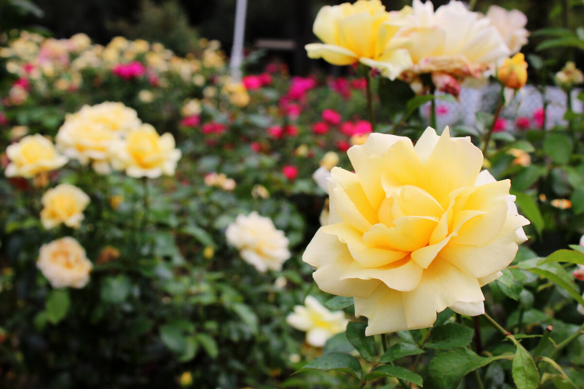 Розарий парка Горького в Москве (личный архив)
