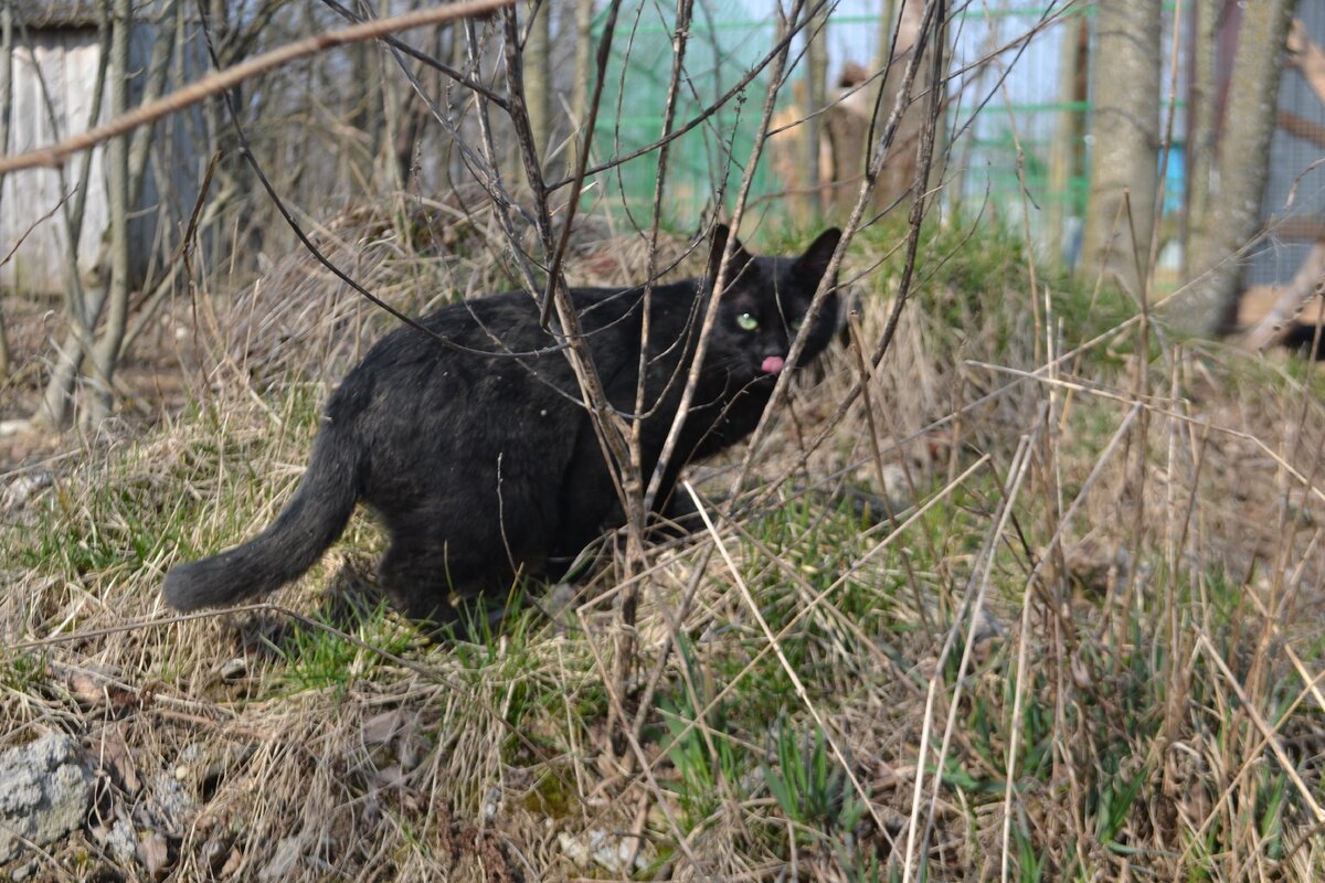Одна из наших кошей, гуляющих самих по себе