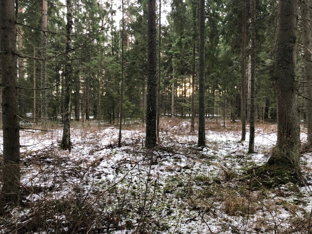 Лес в январе 2020