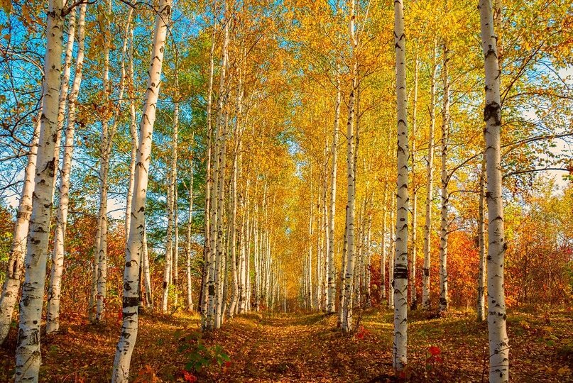 Берёзовая роща