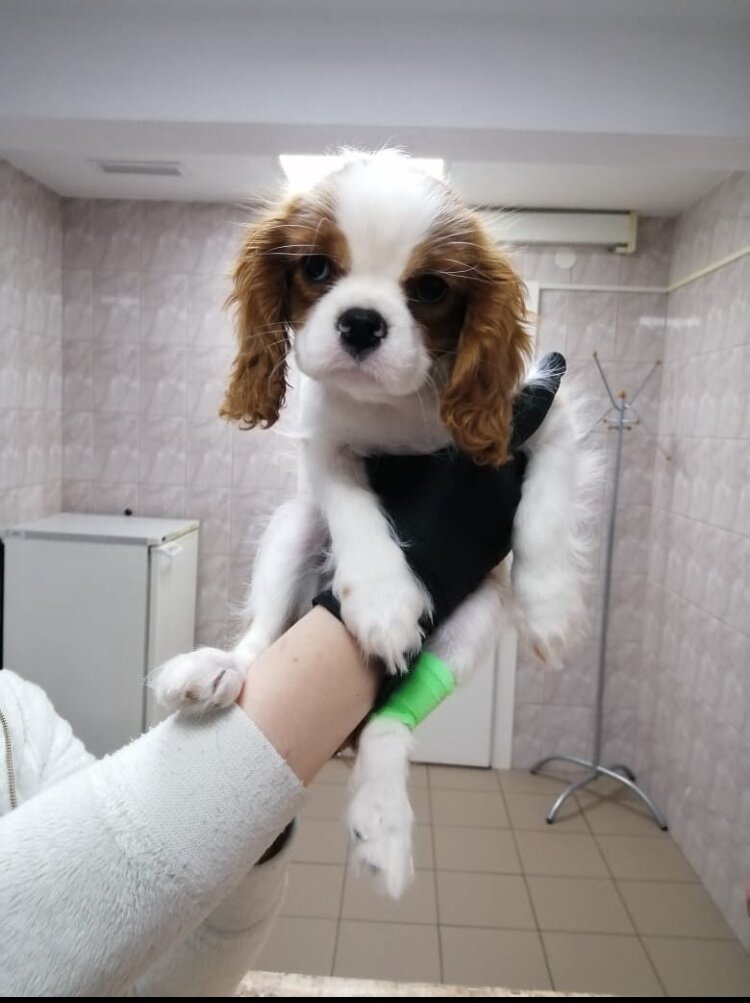 Пациент с «питомниковым кашлем»