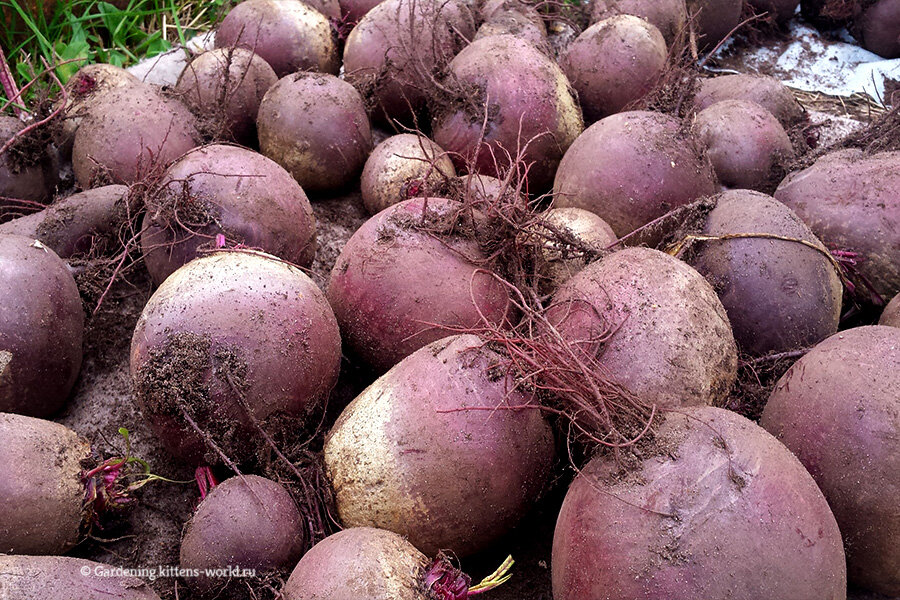 Как правильно посадить свёклу семенами весной? Все тонкости выращивания ...