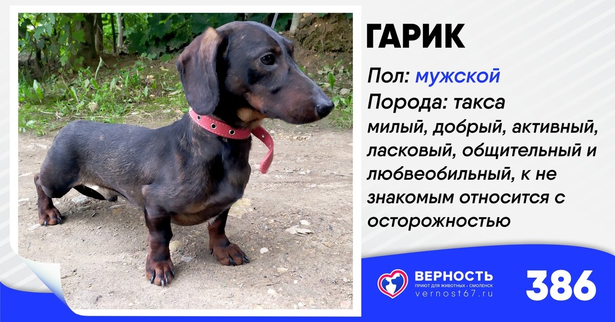 Фото взято https://vk.com/dogvernost. "Ищу дом! У нас в приюте находится такса Гарик. Он очень милый, добрый, активный, ласковый, общительный и любвеобильный, в квартире будет постоянно ходить по пятам, но к не знакомым людям относится с осторожностью. Ищет любящих и добрых хозяев"