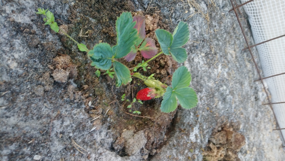 Первая вкусняшка