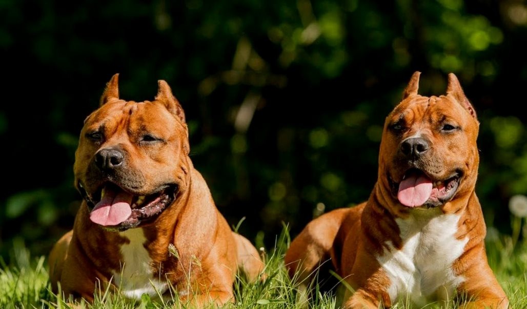 Стаффордширские терьеры, источник: Яндекс.картинки