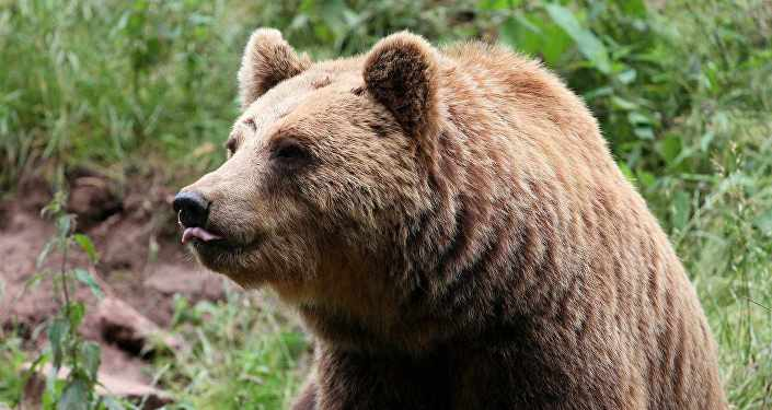 (фото приближено). Не пытайтесь подойти так близко для хорошего кадра! 