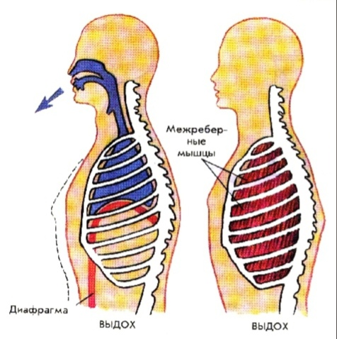 упражнения при спазме диафрагмы. спазм диафрагмы. кармацкий тимофей спазм диафрагмы. спазмирует диафрагма. мышечные зажимы диафрагмы.