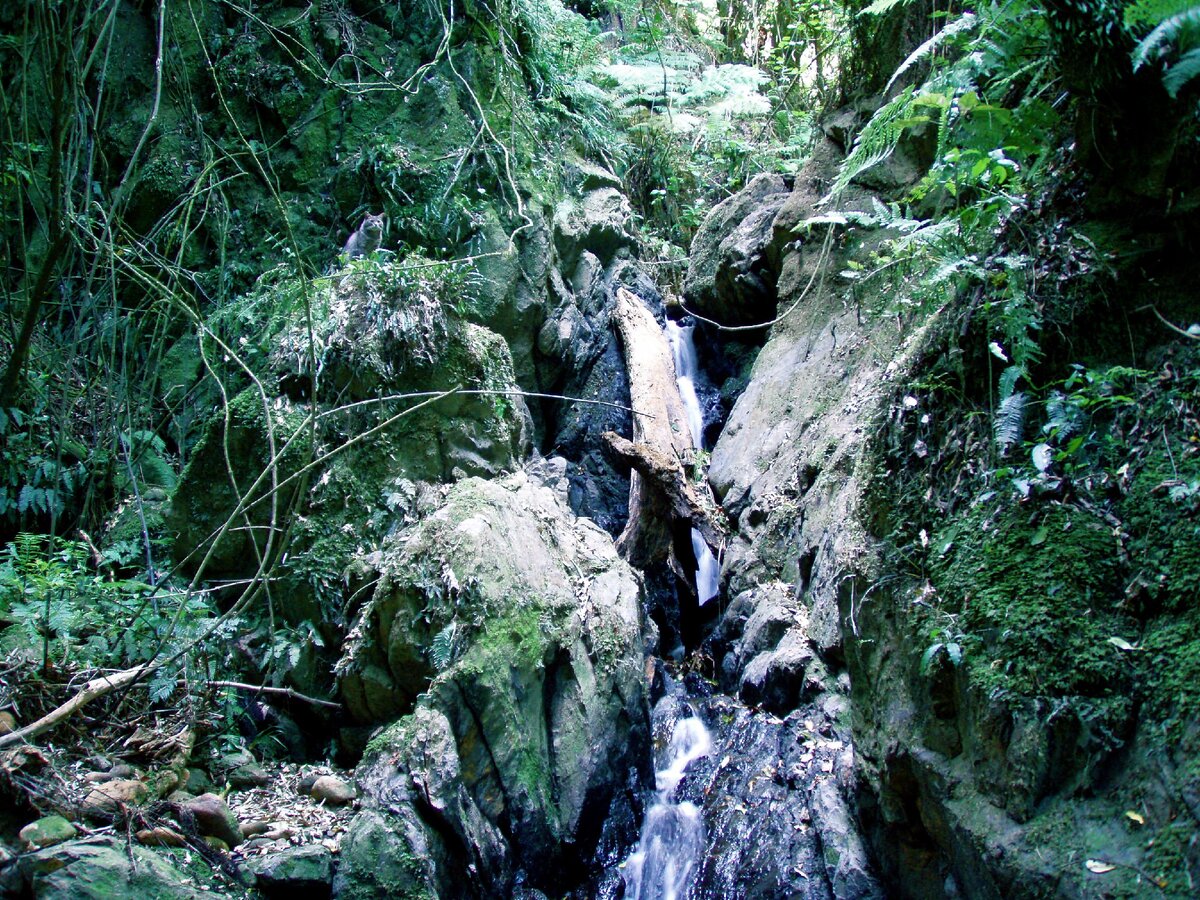 Найди животного найди кота. Найдена кошка. Найди кота на картинке. Разгляди человека среди камней. Найди кошку.