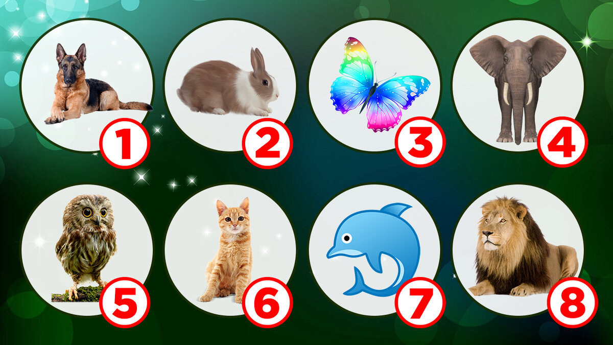 Выбери животное. Чей хвост животные для детей. Дидактическая игра чей хвост домашние животные. Выберите домашнее животное. Включи выбери своего животного.