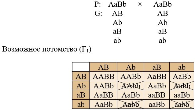 Aabb какие гаметы. Решетка пеннета. aabb aabb. решетка пеннета биология.