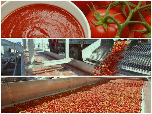 Производство томатной пасты – солидный доход!