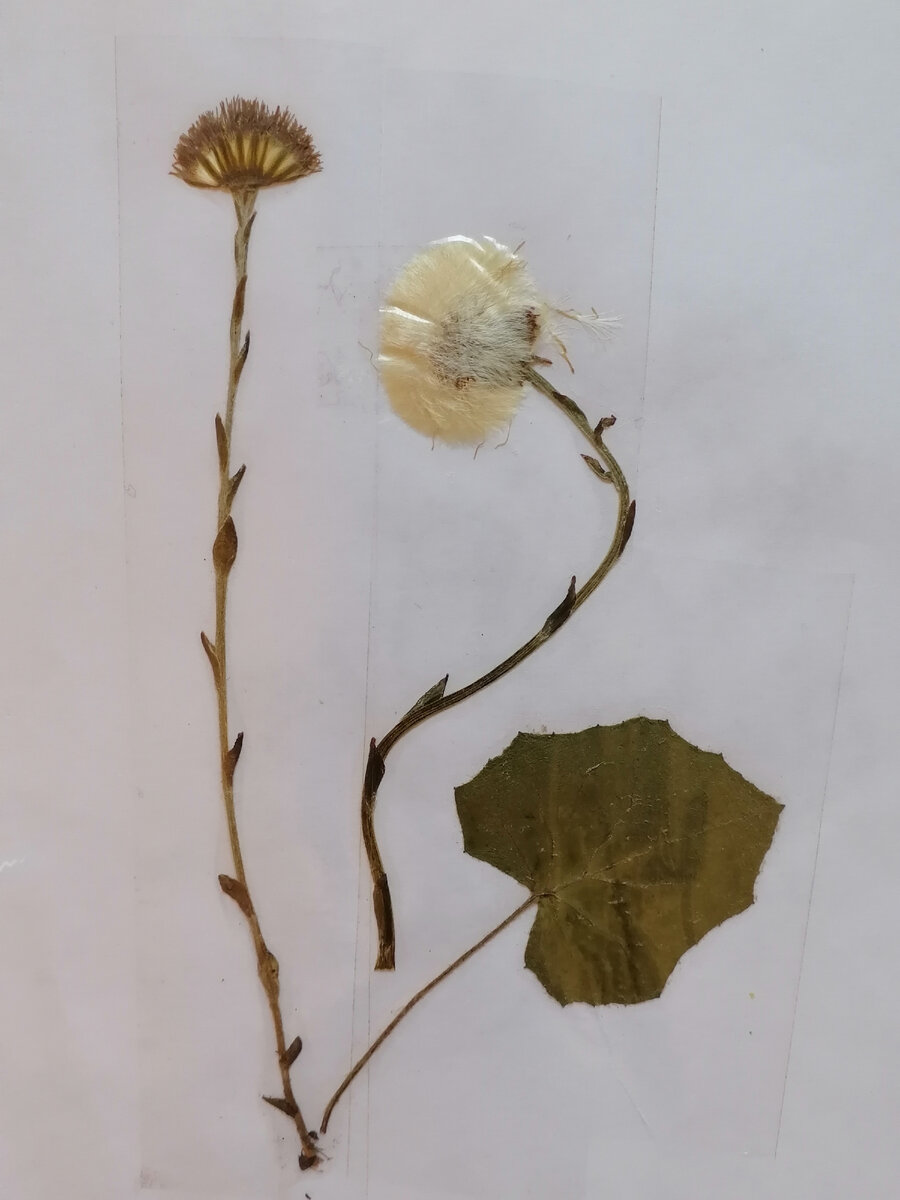 Она  же  в  моём  гербарии