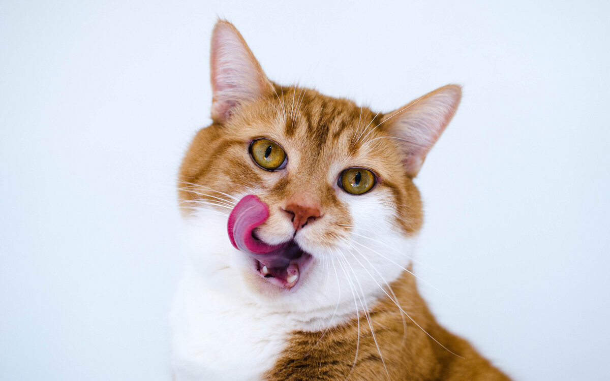 Фото с сайта ohcat.ru