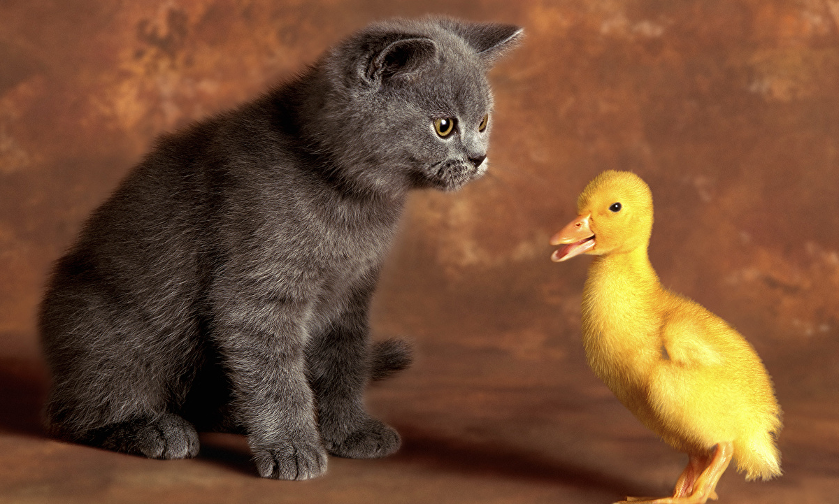 Попробуйте прочитать наоборот: "Коту тащат уток"