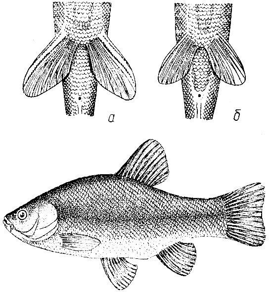 Данио рерио самец. Золотая вуалехвост самец и самка. Скалярия самец отличия от самки. Как отличить рыбку самку от самца. Барбус самка и самец.