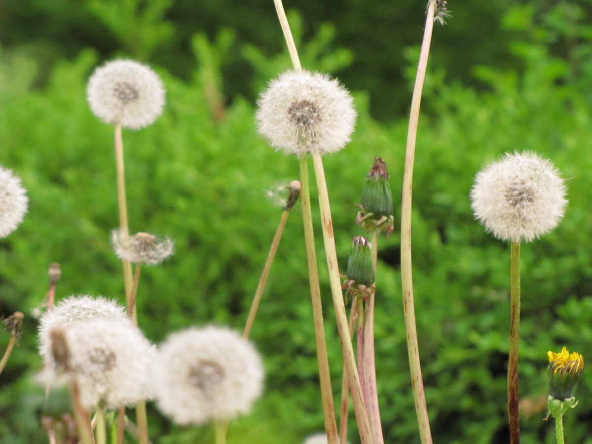 Одуванчик лекарственный (Taraxacum officinale) | Натурология | Дзен