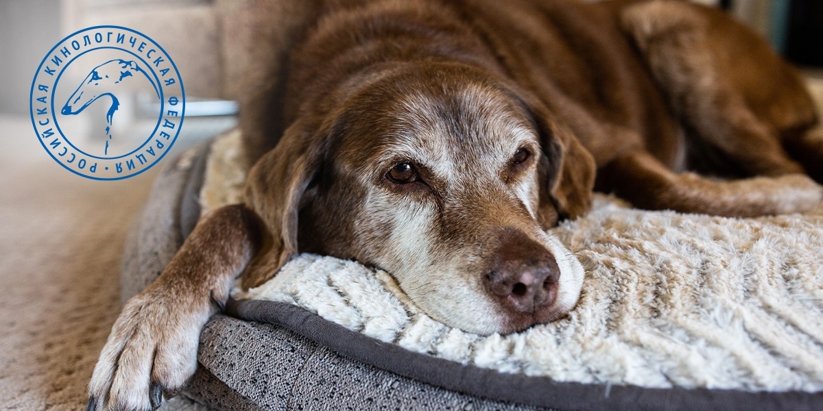    Как ухаживать за пожилой собакой