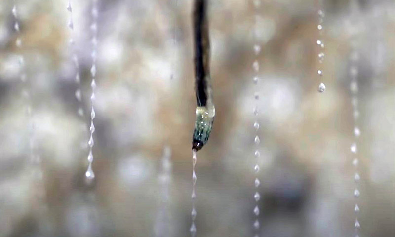 Личинка комарика в ожидании добычи