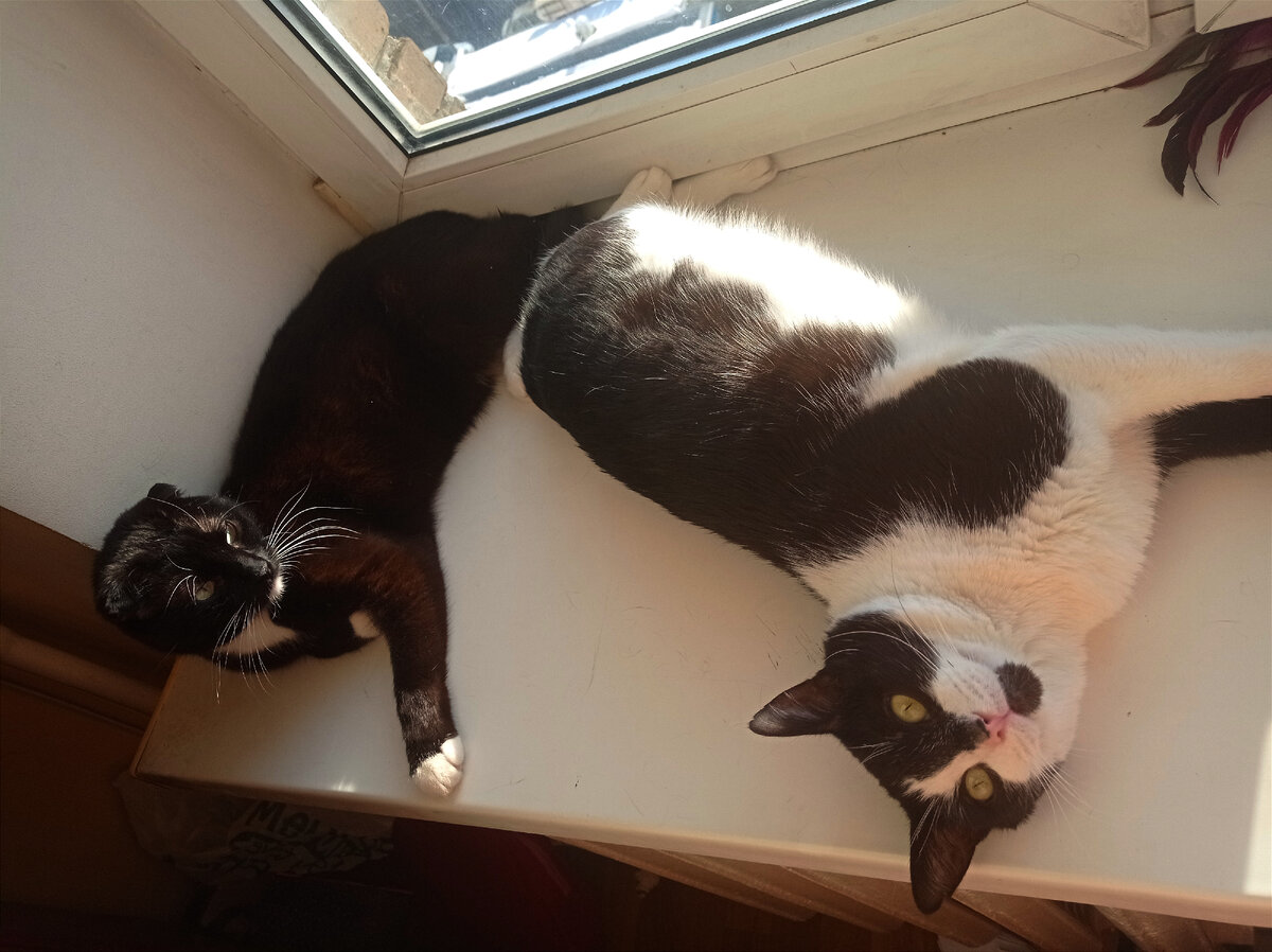 Для настоящей любви не преграда даже если ты кот