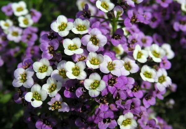 Алиссум морской