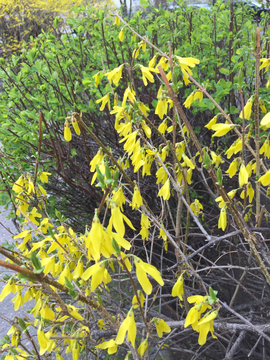 #желтыйкустарник #цветение #весна