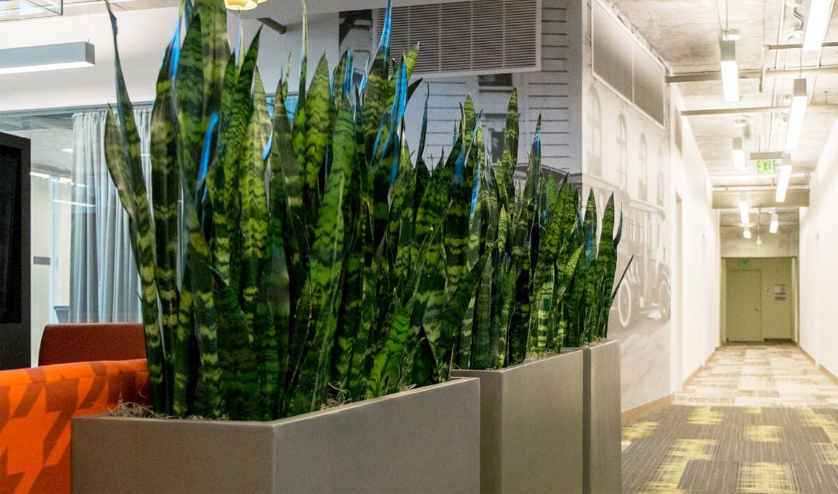 Кашпо с растениями на полу может формировать вертикальную перегородку и зонировать пространство